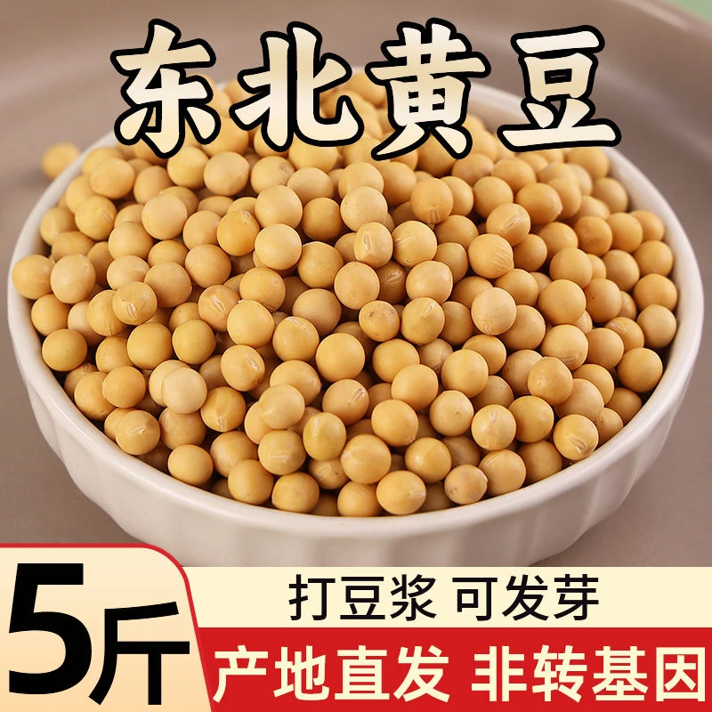 东北黑土地黄豆磨豆浆生豆芽