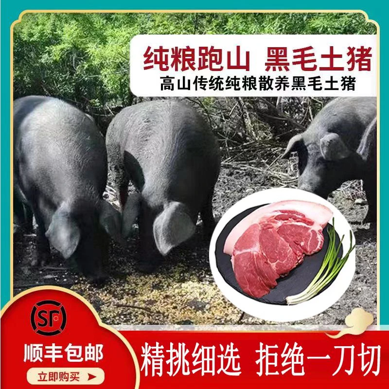 新粉福利后退肉贵州燕麦鼠跑山猪
