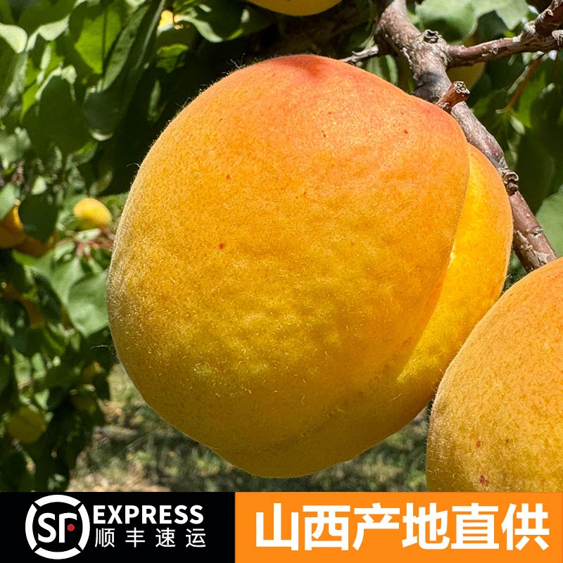 【顺丰包邮】山西大黄杏新鲜现摘芒果杏新鲜应季酸甜孕妇果应季水果