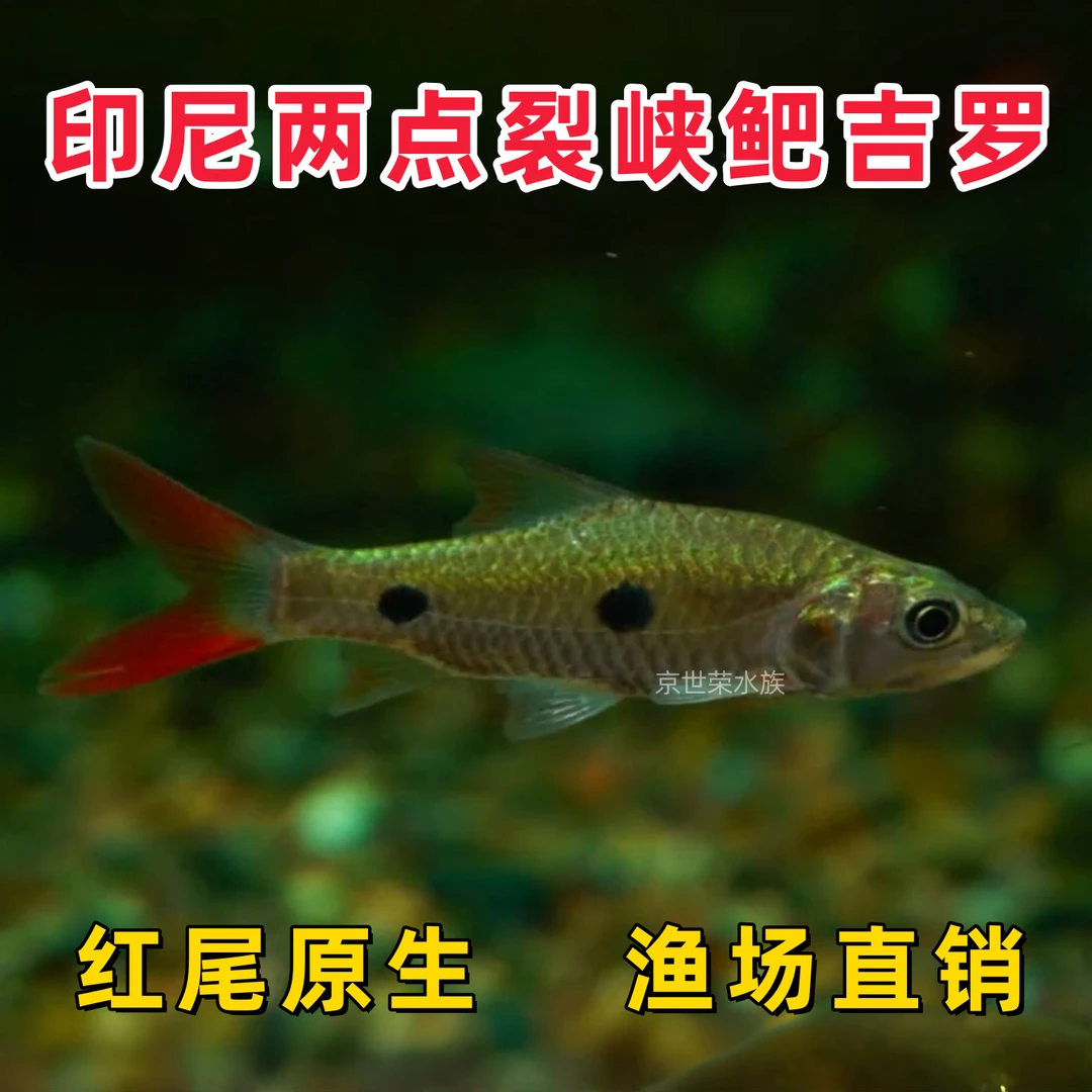 印尼两点裂峡鲃吉罗鱼双斑水马骝红尾进口大鳞原生鱼苗观赏鱼活体