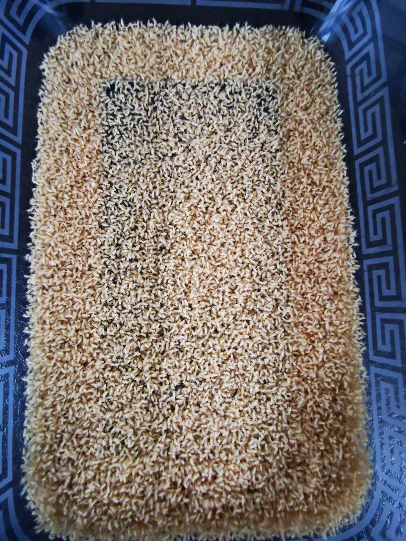 金蝉爬叉金蝉爬叉