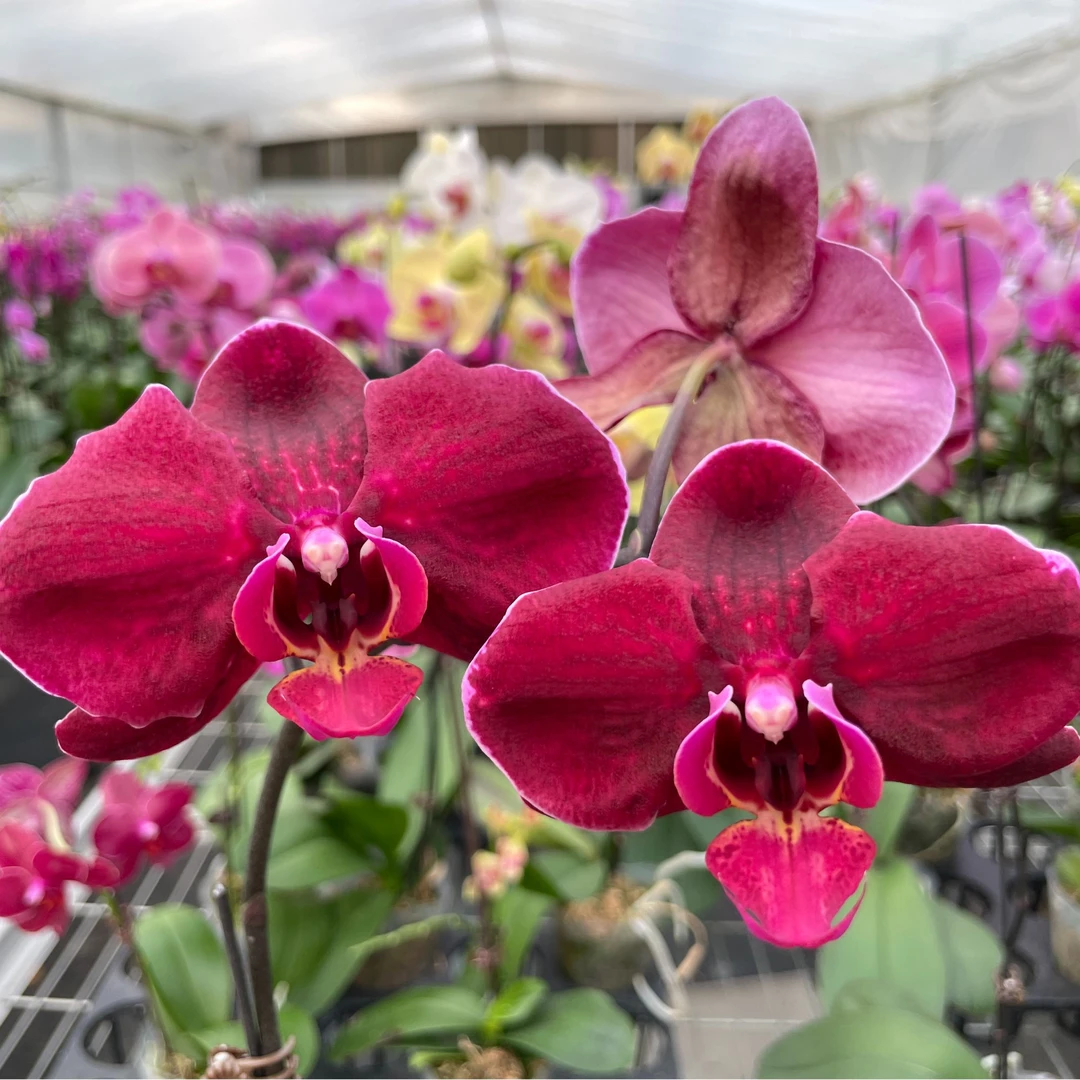 精品蝴蝶兰【实生苗】直播间选品 孤品 室内盆栽 新手可养