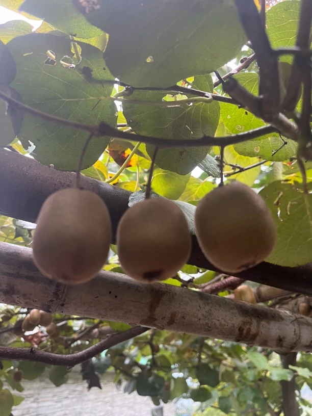 大别山野生猕猴桃