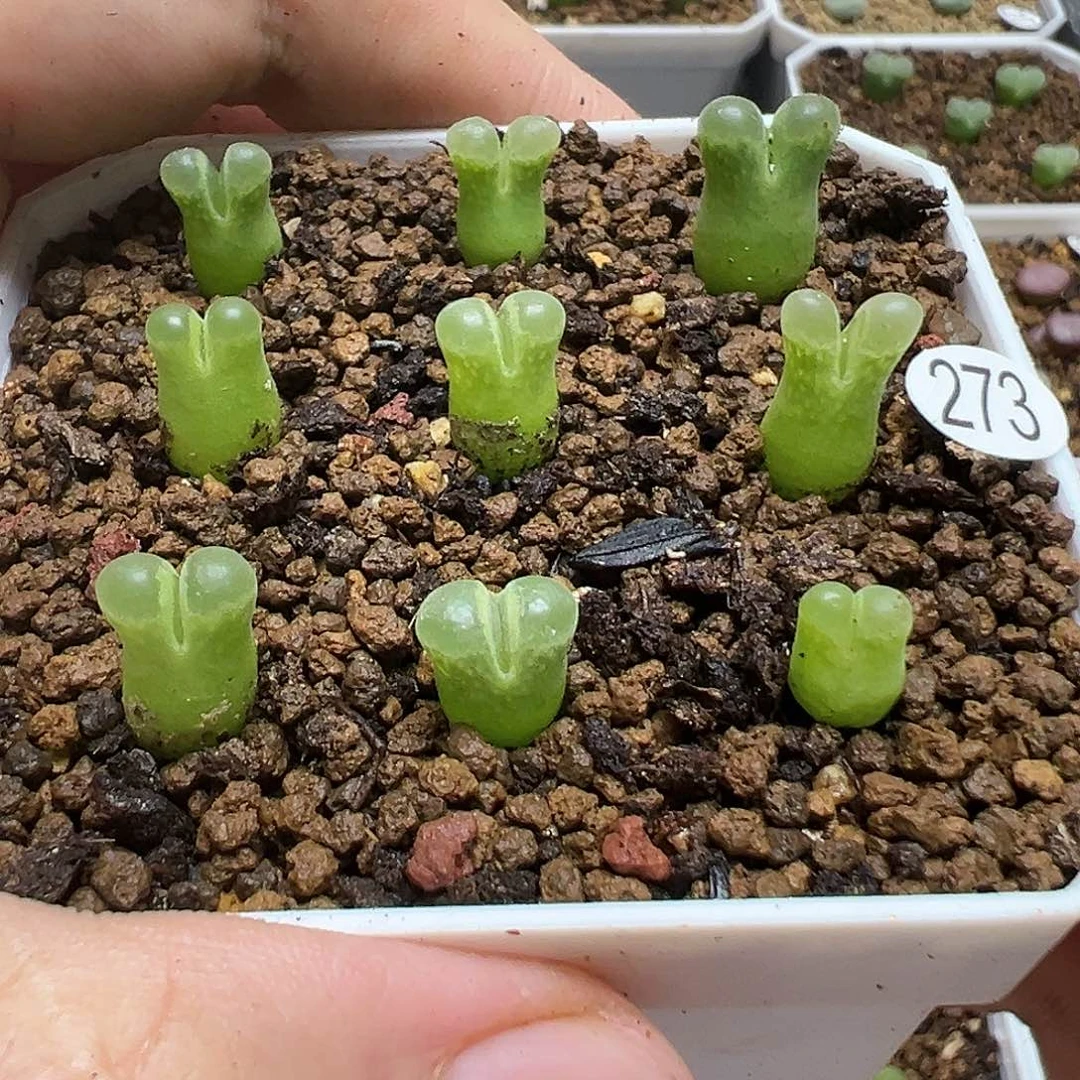 佛肚风铃9颗（脱土）273