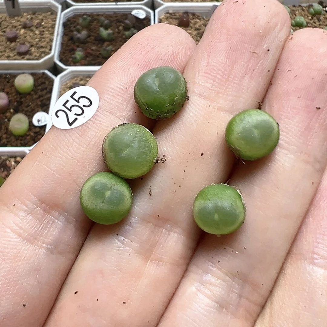 拉登0.9～1cm5颗（脱土）255