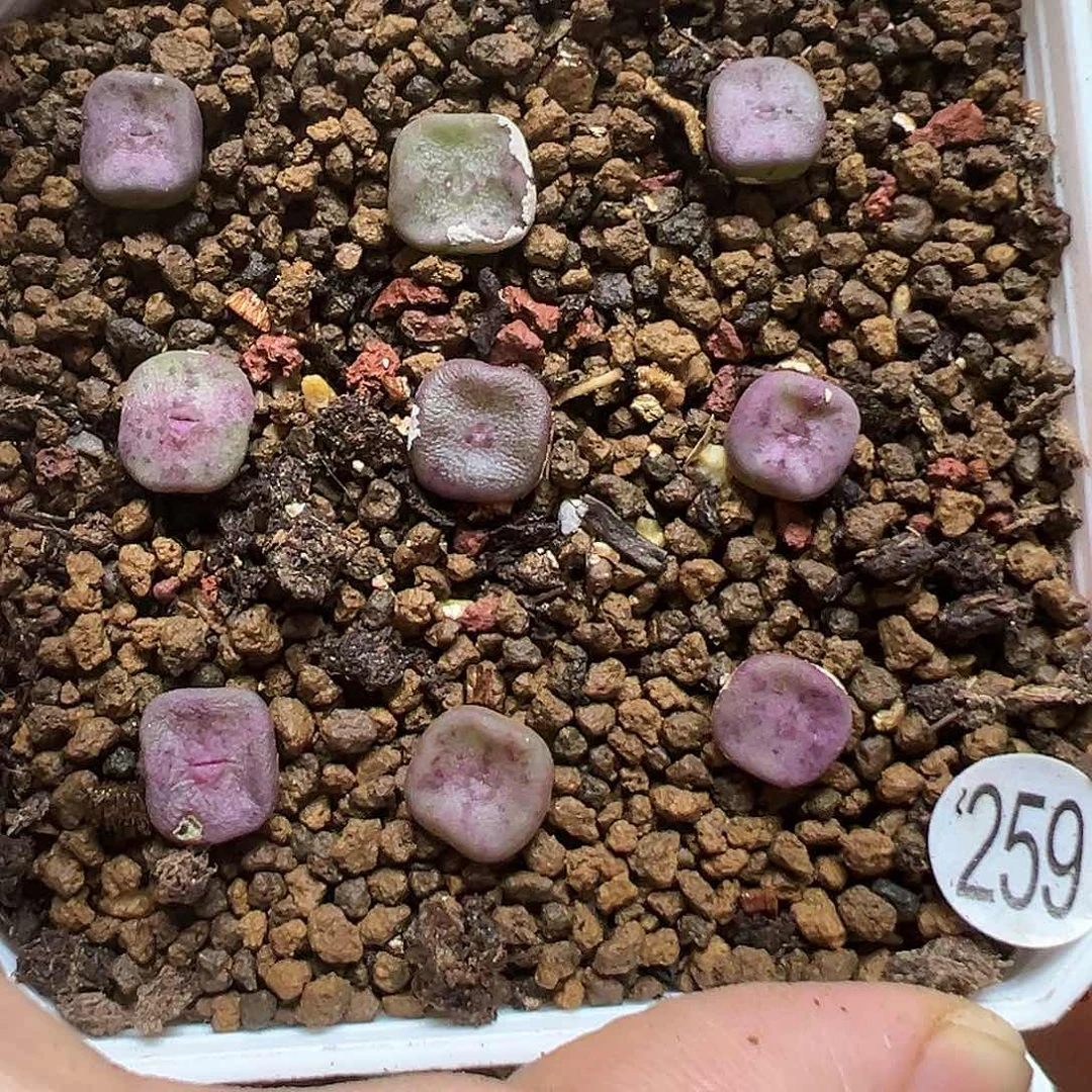 方碗9颗（脱土）259