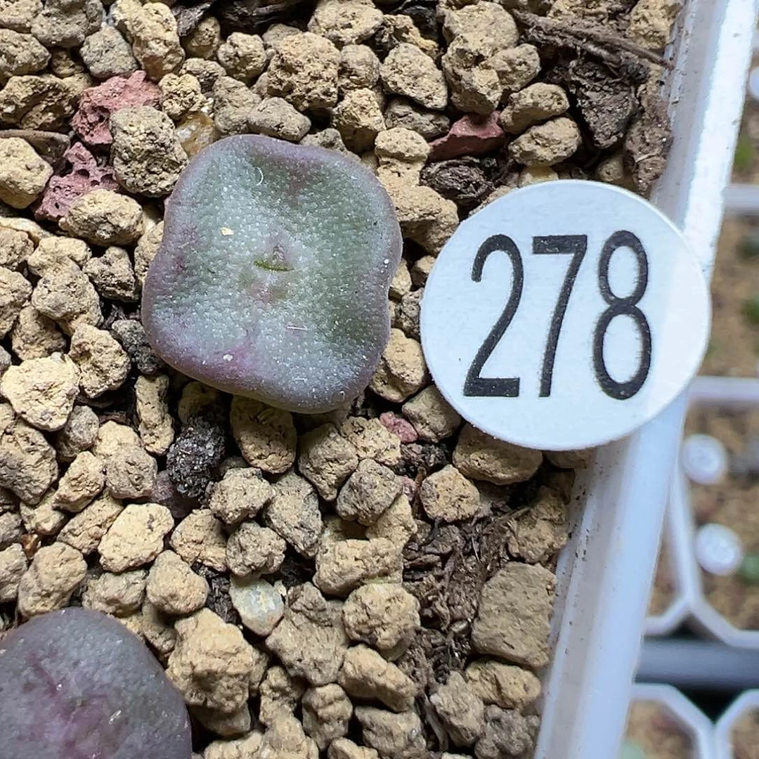 紫方碗1颗（脱土）278