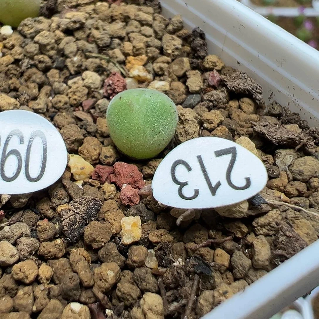 空蝉0.7cm1颗（脱土）213