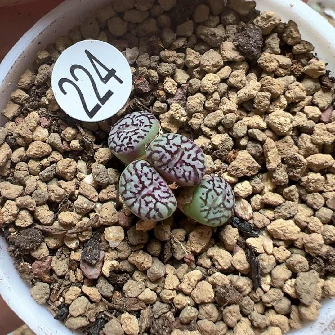 墨小锥6头224墨墨墨