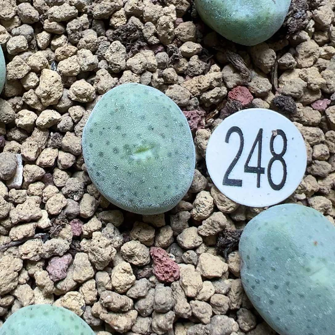 绿豆糕1.3cm1颗(脱土)248