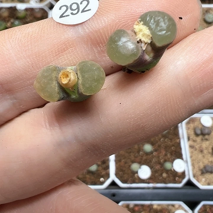 坦***叶班克雪花磁铁2颗（脱土）292