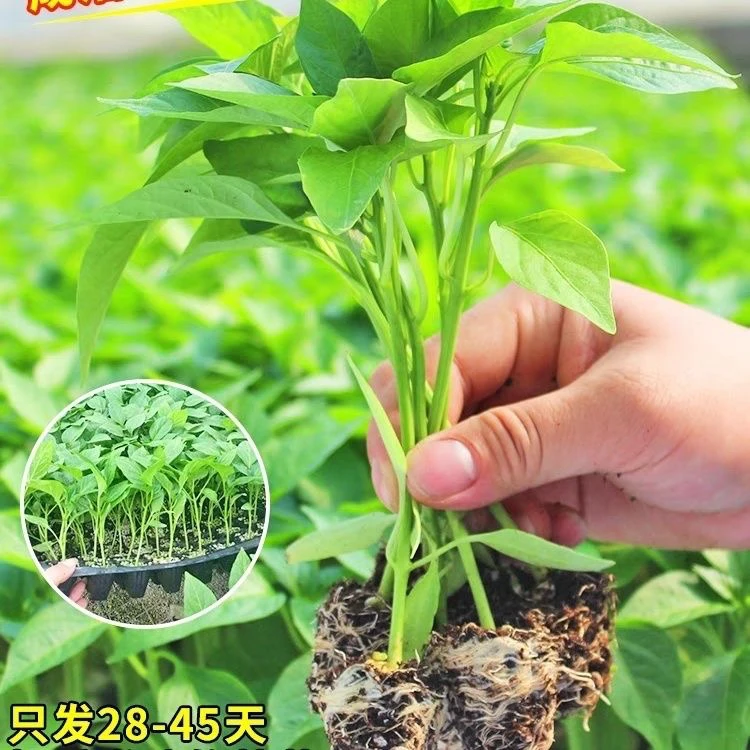 特大牛角椒苗秧辣椒青椒特辣四季香辣高产蔬菜秧苗