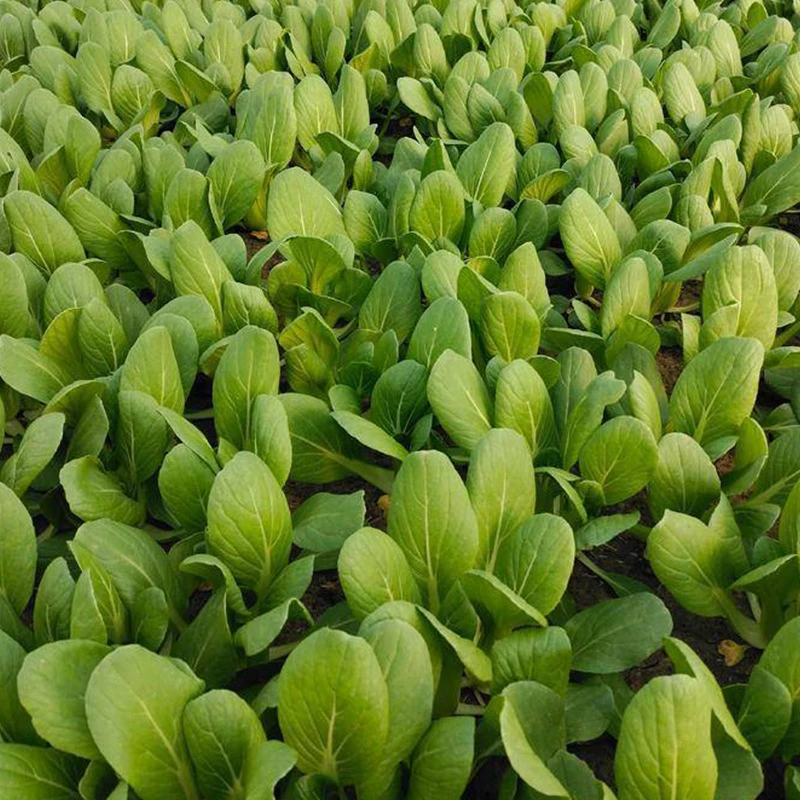 甘蓝苗大头包心菜苗庭院田园阳台盆栽甘蓝菜苗卷心菜苗