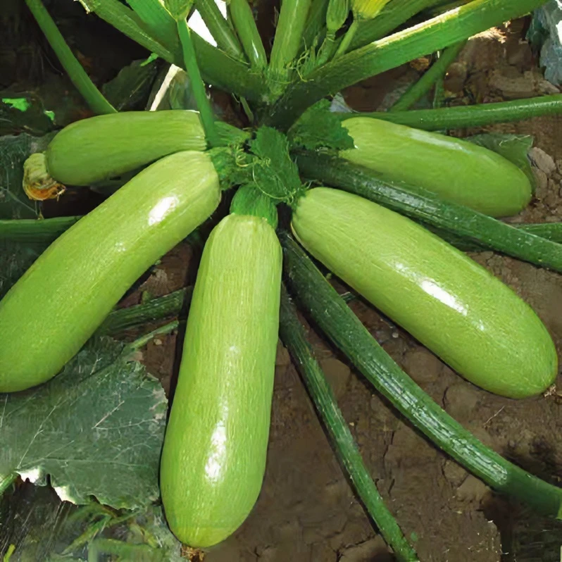 西葫芦秧苗早春茭瓜西葫芦秧苗耐寒性好大面积种高产抗病蔬菜秧苗