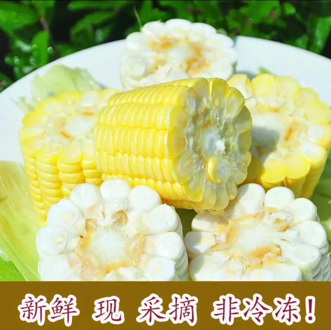 东北自家小院黏玉米