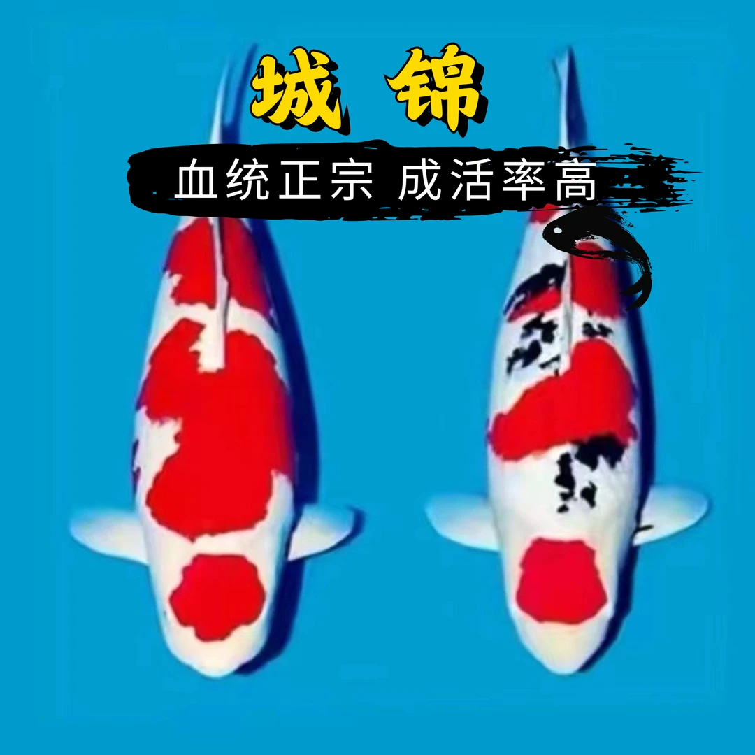【直播链接】日系血统锦鲤组合颜色搭配小鱼观赏鱼活体发货好养