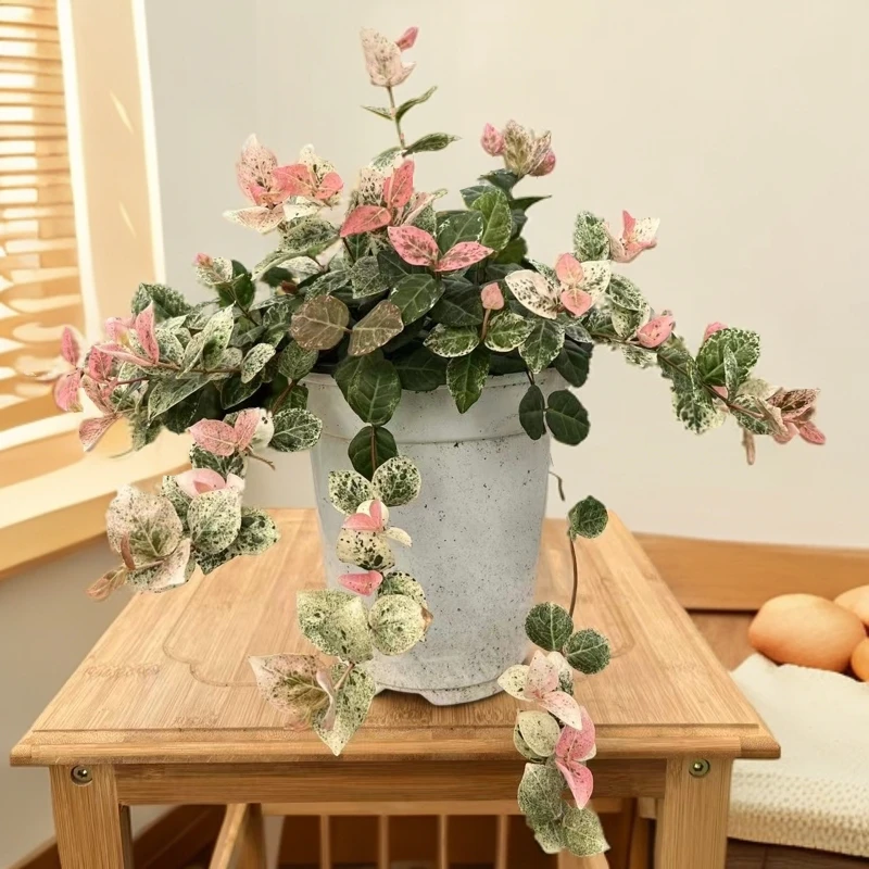 新疆包邮花叶络石