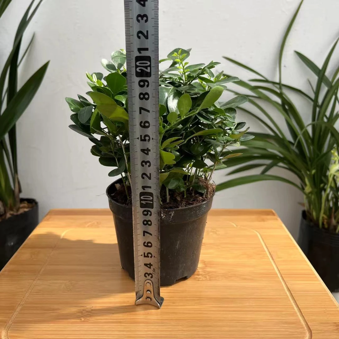 新疆包邮九里香！