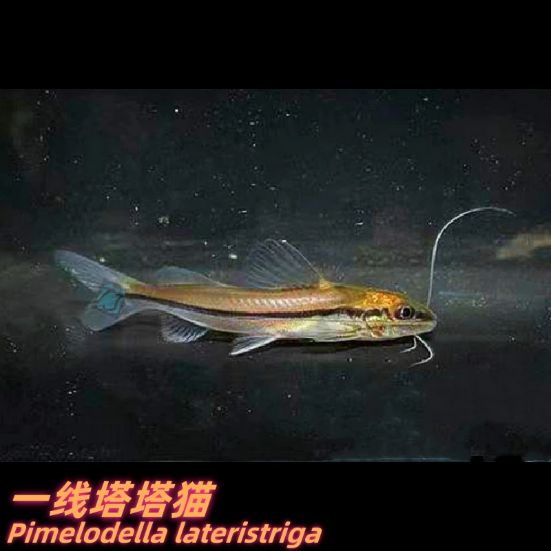 一线塔塔猫 巴西观赏底栖小型油鲶鱼 包损/满额包邮 @【TJ水族社】
