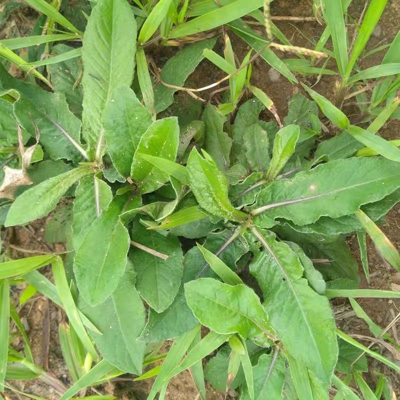 现挖现发野生紫花地胆头广东煲汤料地斩头草鞋根8~13个头35g