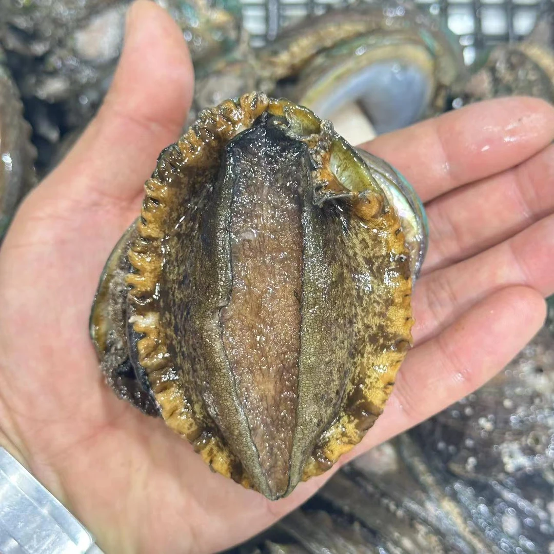 (顺丰快递）本地纯海水鲍鱼6个头左右（10只起拍）包鲜不保活