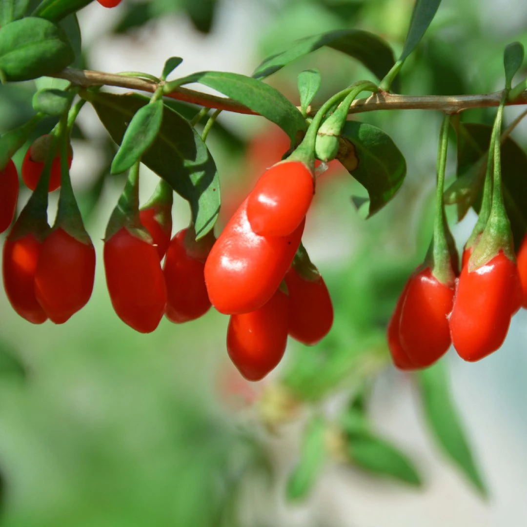 枸杞盆景如：矮霸、水果、黄水晶、紫玉和中华红枸杞一物一拍