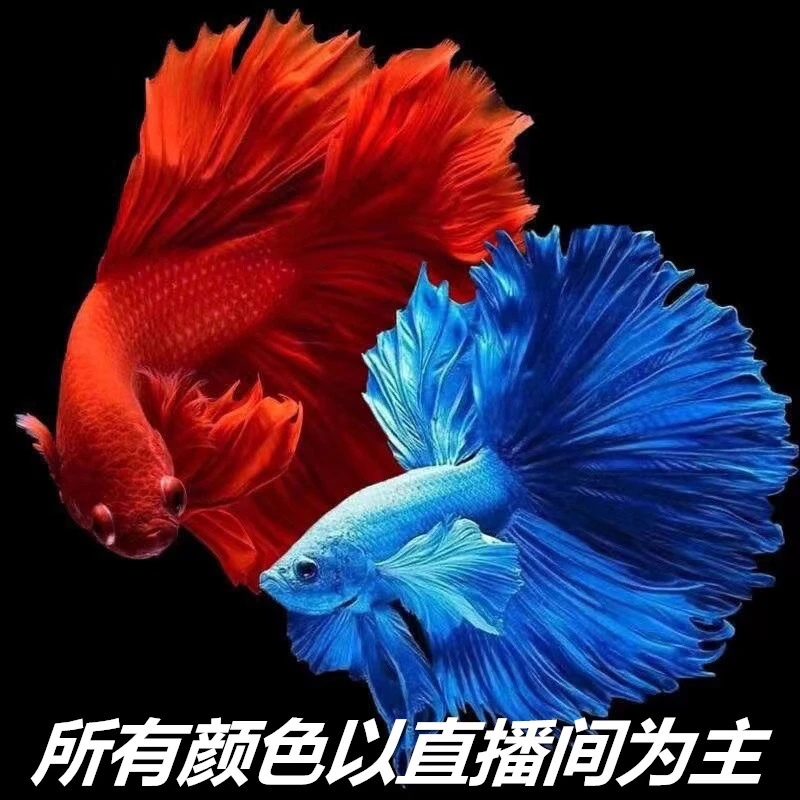 (409-456)精品泰国斗鱼热带小型观赏鱼半月婚纱斗鱼(直播间选鱼)