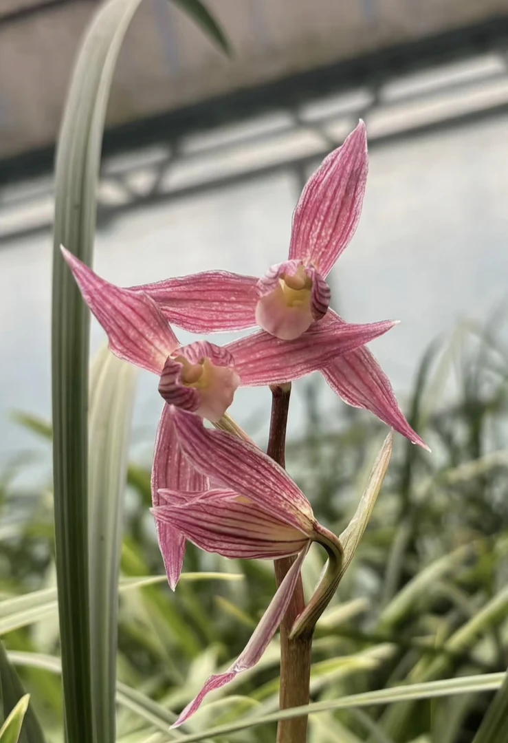 金丝红玉春剑深刷尾红花麻壳兰草