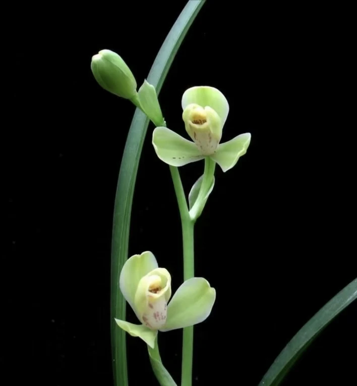 建兰老铭品(光登梅)出连代白边艺10米一苗庭院办公室前台观叶赏花