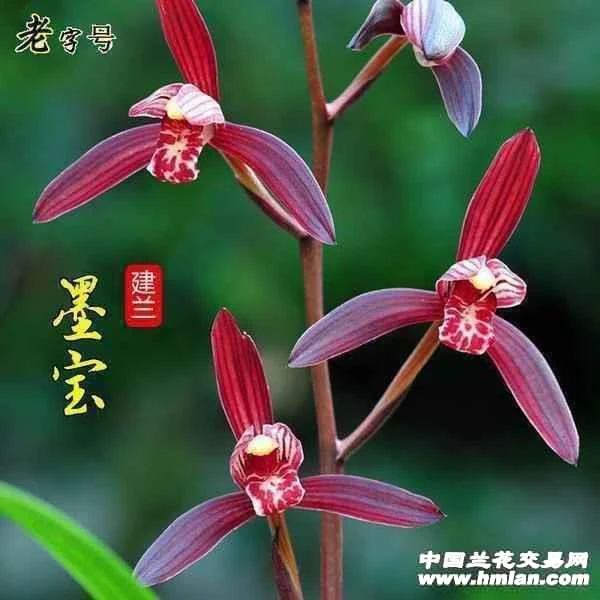 建兰墨宝1苗起拍庭院办公室前台净化品牌开放观叶夏季美观