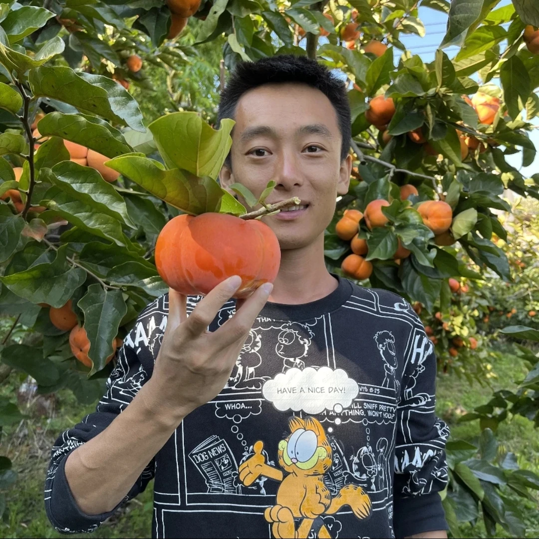 老罗家苹果脆甜柿子云南高原次郎脆甜柿不麻不涩新鲜现摘现发5斤