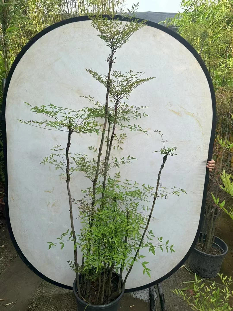 绿植一物一拍链