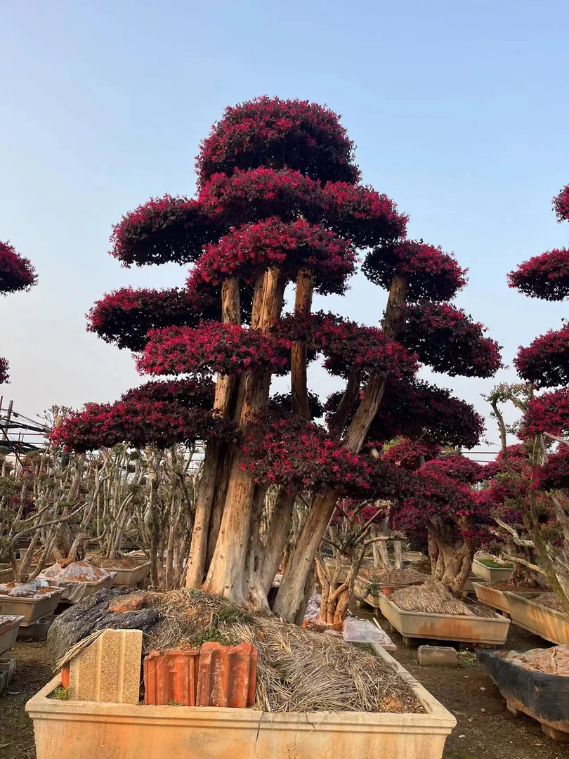 红花檵木造型盆景 地景 规格齐全 一物一拍