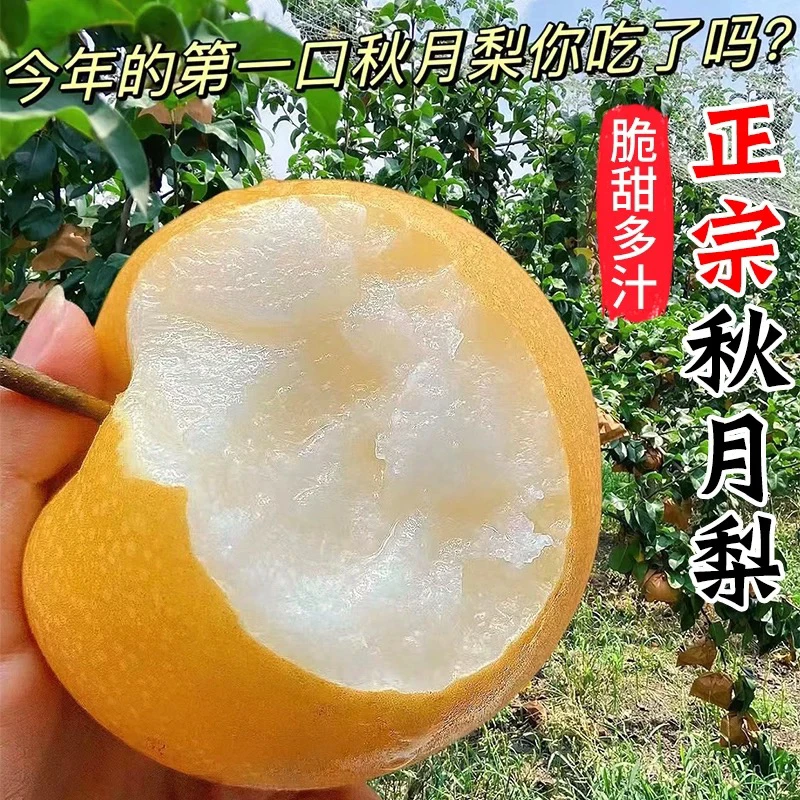 【大酒窝夫妇】正宗冰糖秋月梨新鲜水果皮薄多汁精选大果