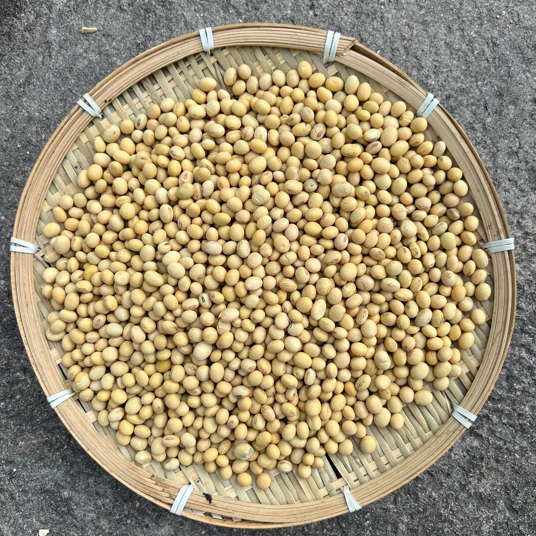 高山 农家 下山货黄豆