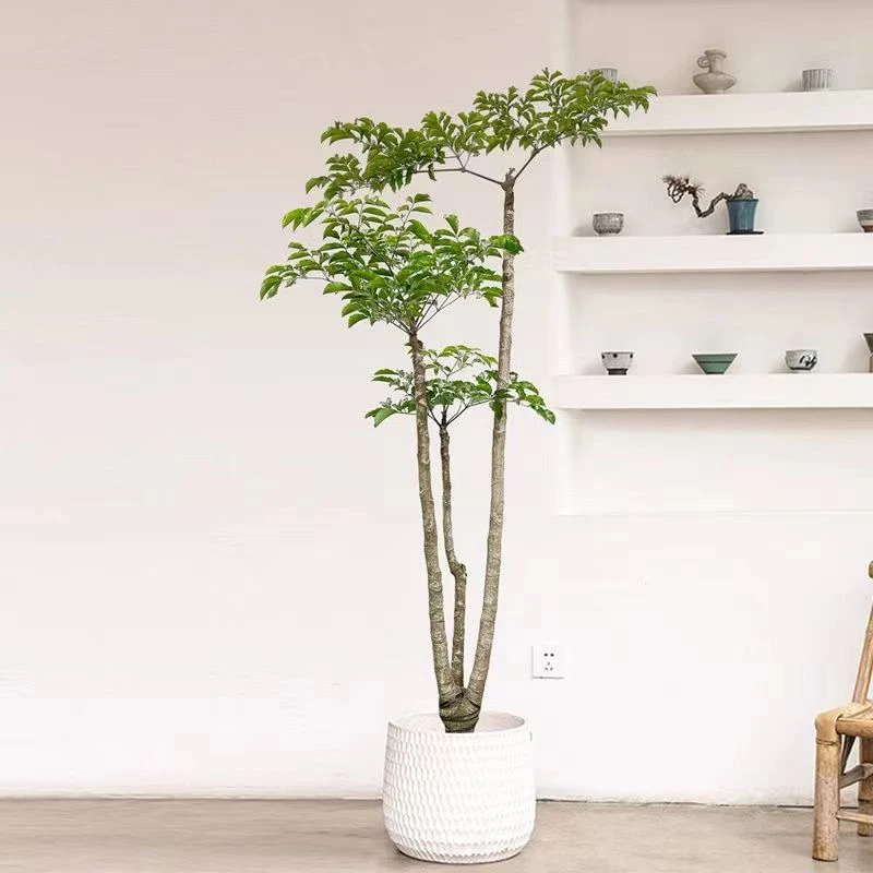 晃伞枫幸福树源头基地室内客厅庭院落地易活品质保障净化绿植