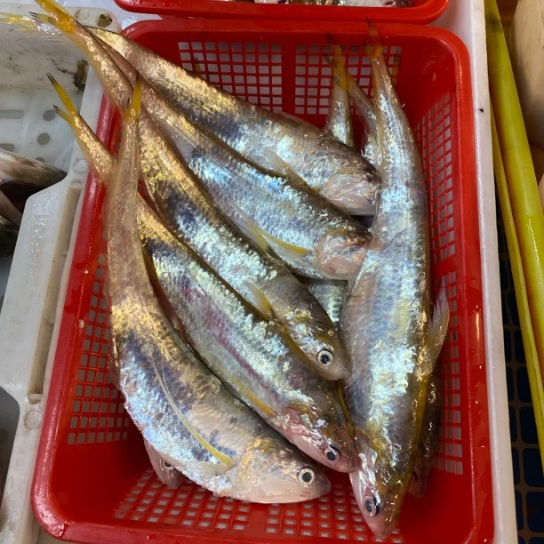 海刀鱼【新鲜现称】连江天然冰鲜