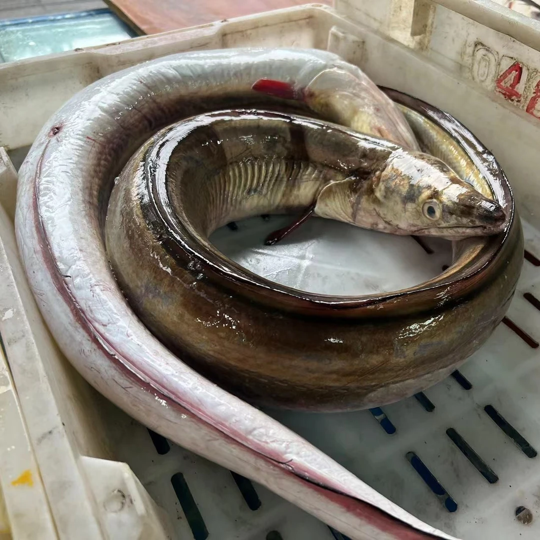 海鳗鱼 【新鲜现称】连江天然冰鲜海鳗食用冷冻