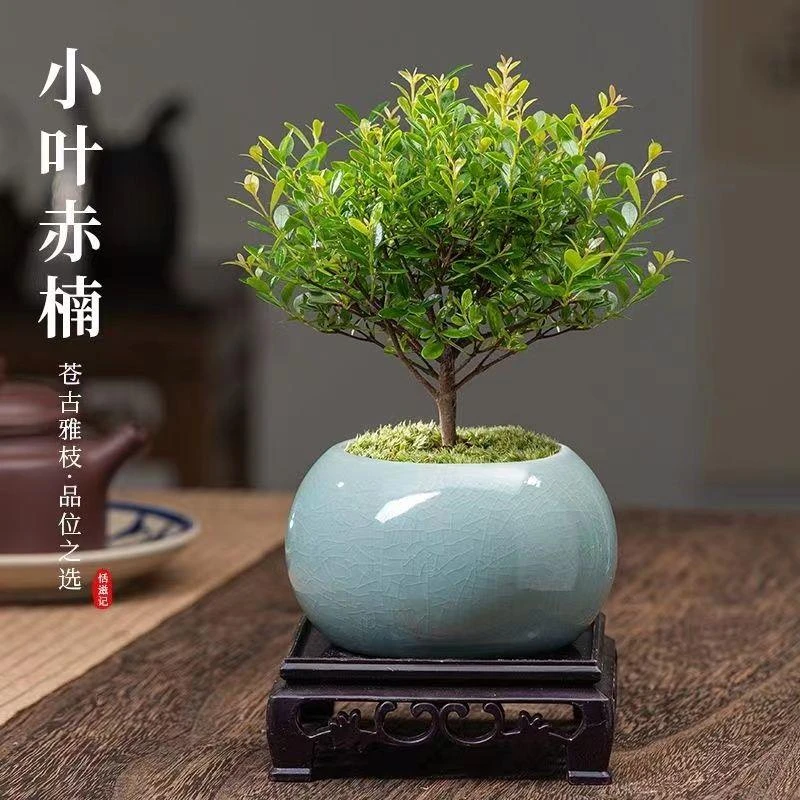 小叶赤楠老桩盆景苗植物花卉微景观水培办公室内好养四季常青盆栽
