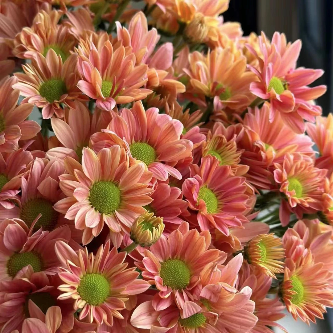 三文鱼小雏菊盆栽花苗带花苞四季花卉荷兰菊草莓熊菊花苗阳台庭院