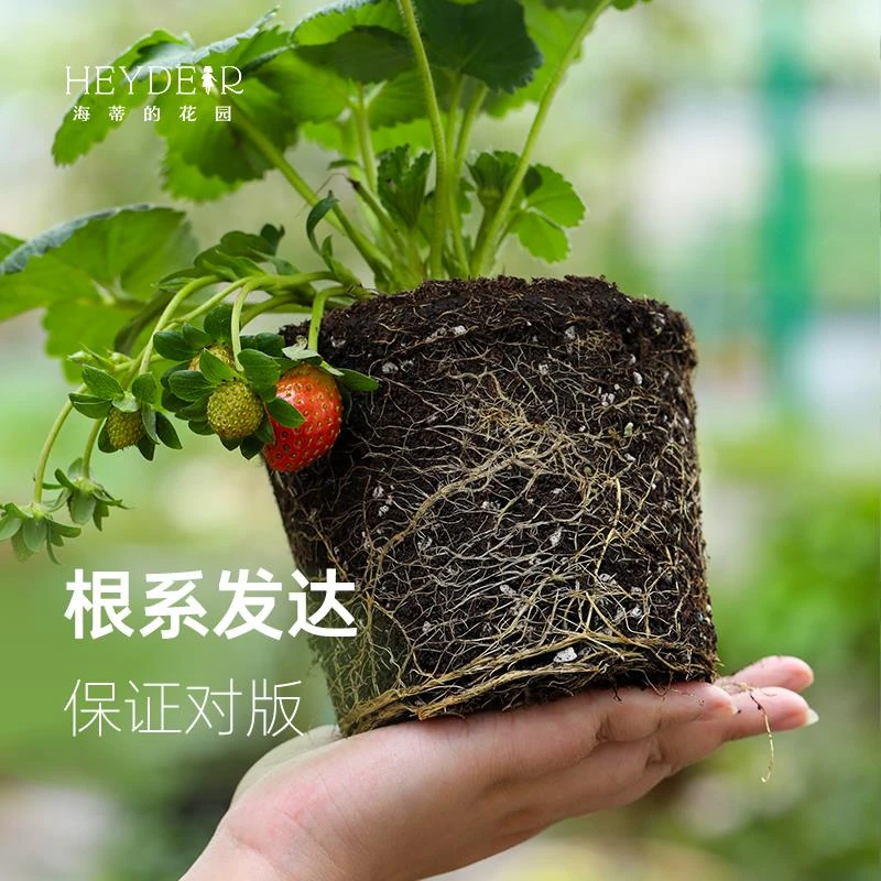 草莓苗盆栽苗秧种子秋冬季多季结果原土原盆红颜奶油