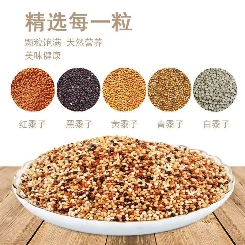 五色黍子当季新粮太阳鹦鹉饲料混合粮食鸟食专用鹦鹉食粮
