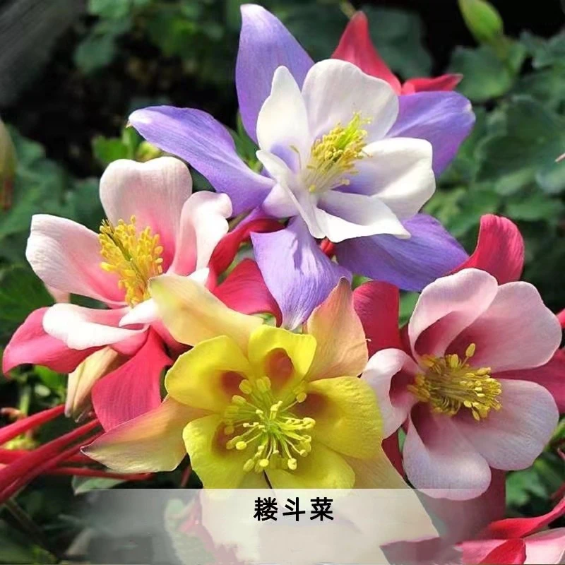 进口耧斗菜种子混色包邮(送种子)