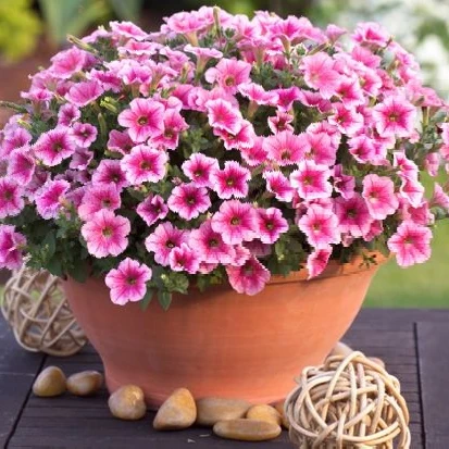 四季开花垂钓牵牛花种子20粒包邮(送种子)