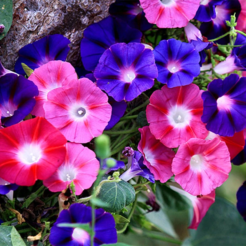 四季开花爬藤牵牛花种子200粒包邮(送种子)