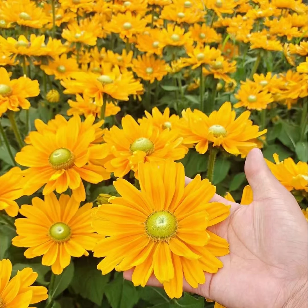 进口金光菊金太阳花种子5粒包邮(送种子)