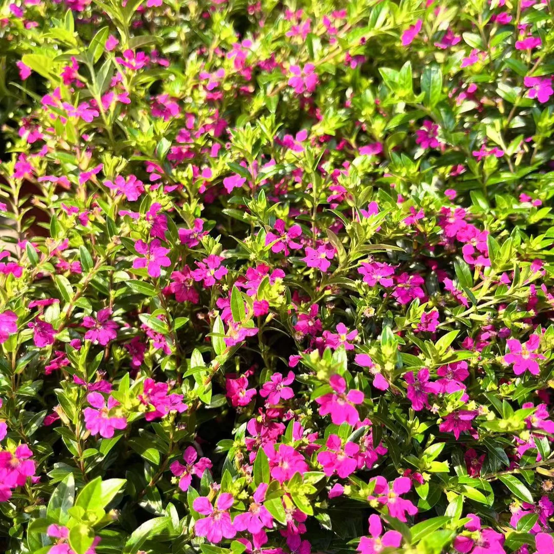 新玫瑰满天星萼距花多年生灌木耐热花期长养护不要缺水