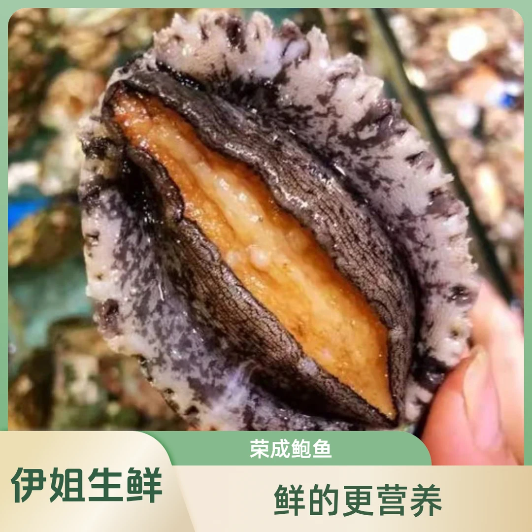 山东威海荣成鲜活鲍鱼3头10头鲜鲍鱼更营养包鲜不包活顺丰冷链