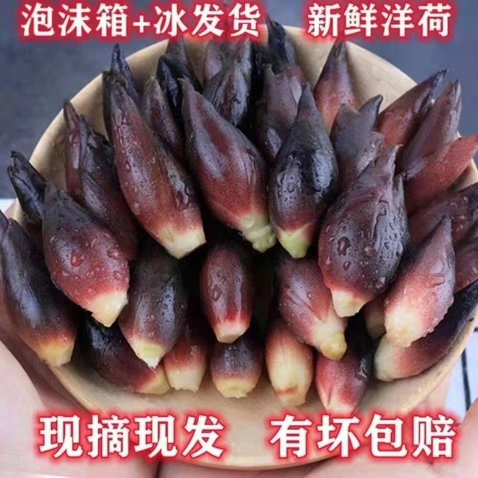 贵州特产洋荷姜新鲜洋荷阳荷姜洋霍洋合姜非四川洋荷1斤3斤5斤