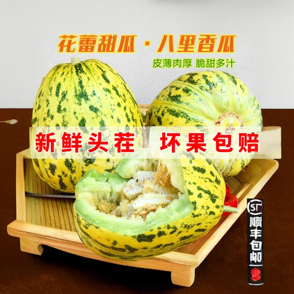 【顺丰包邮】花蕾甜瓜香甜山东八里香蜜甜美味香瓜产地直发坏果包赔